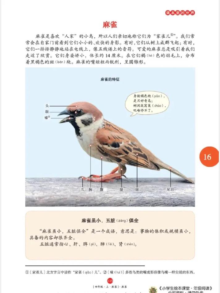 麻雀全文在线阅读 - 免费阅读平台